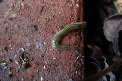Continenticola