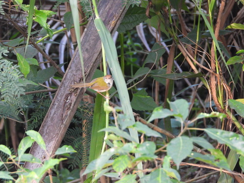 Common Tailorbird