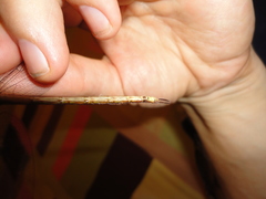 Triacanthagyna septima