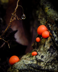 Fungi