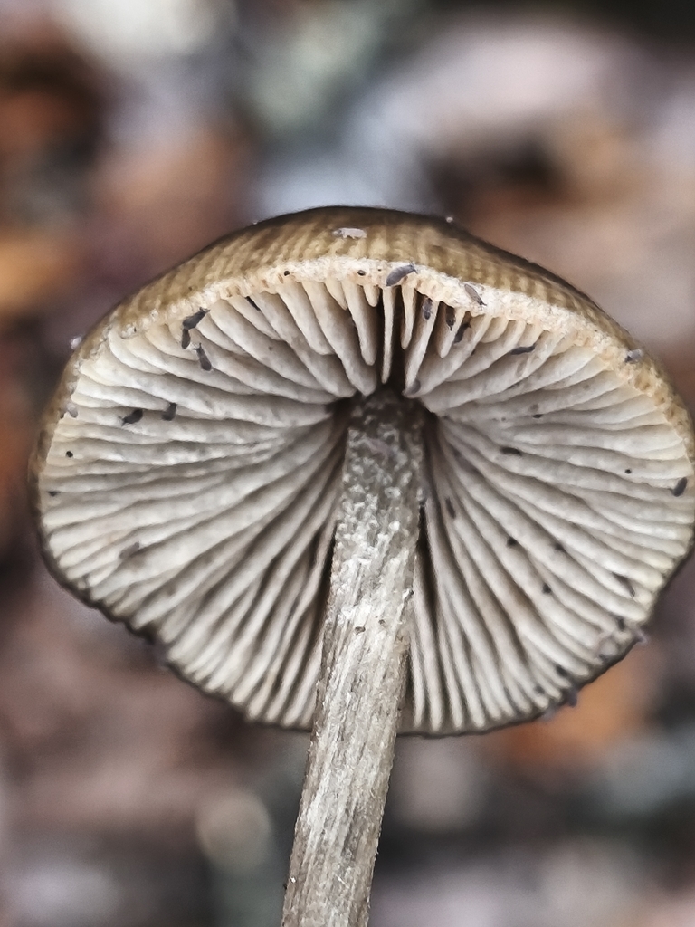 Entoloma hirtipes