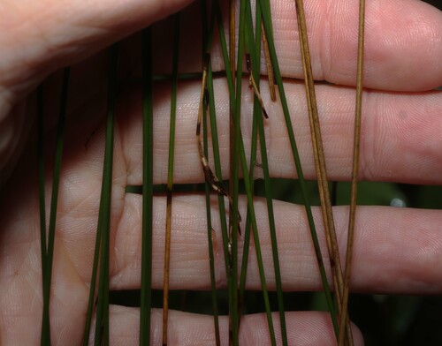 Schoenus melanostachys, photograph 6
