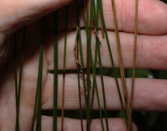 Schoenus melanostachys, photograph (c) Greg Tasney, some rights reserved (CC BY-SA)