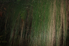 Schoenus melanostachys, photograph (c) Greg Tasney, some rights reserved (CC BY-SA)