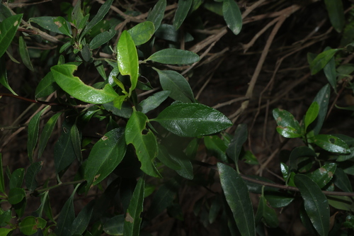 Sticky daisy bush (Olearia elliptica)