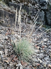 Muhlenbergia pubescens