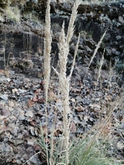 Muhlenbergia pubescens