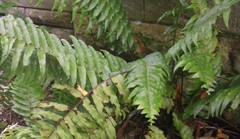 Nephrolepis hirsutula