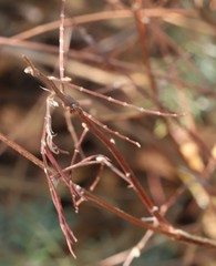 Tephrosia savannicola