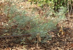 Tephrosia savannicola