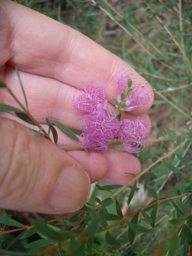 Melaleuca thymifolia iNat (3)
