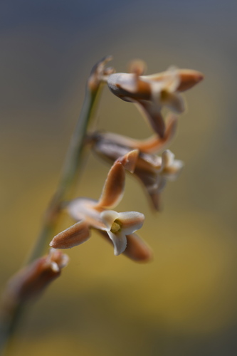 Dipcadi serotinum