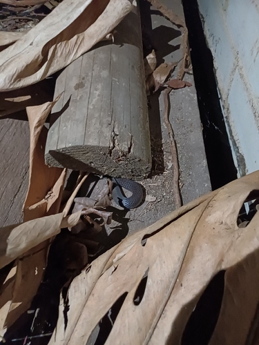 Crowned Snakes sighting