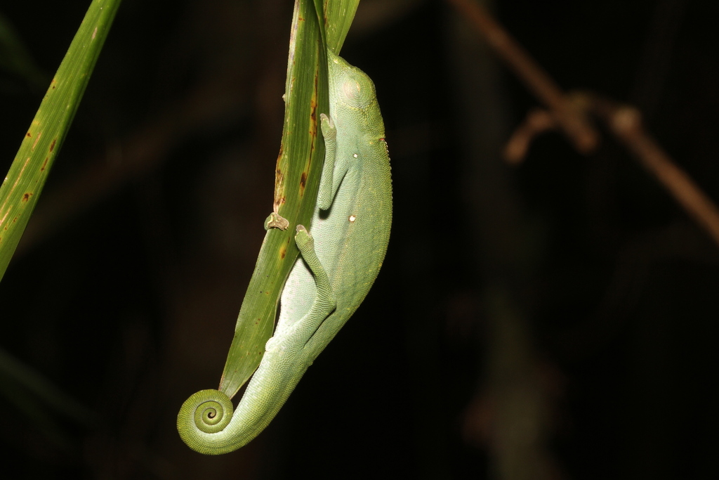 Marojejy Side-striped Chameleon