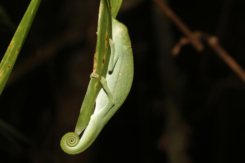 Marojejy Side-striped Chameleon