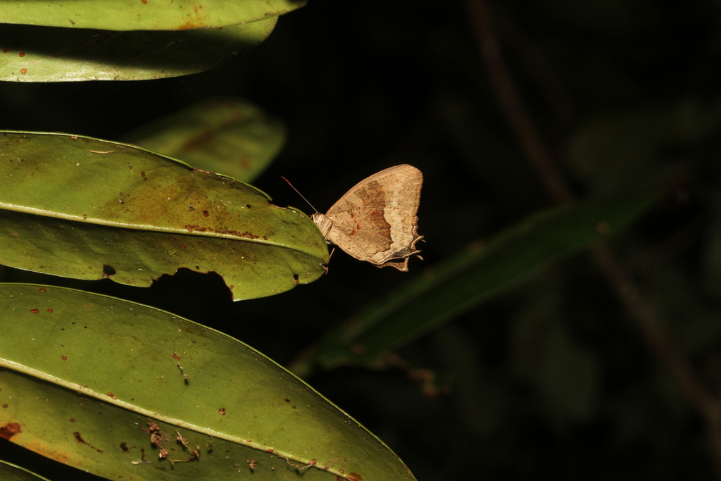 Heteropsis uniformis