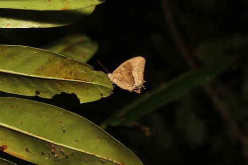 Heteropsis uniformis