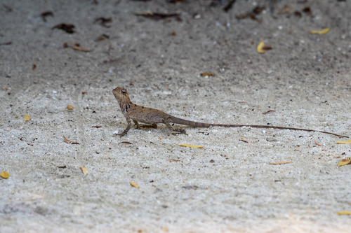 Indian Garden Lizard — seen at this dive site