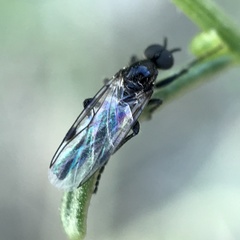 Bibiodes halteralis