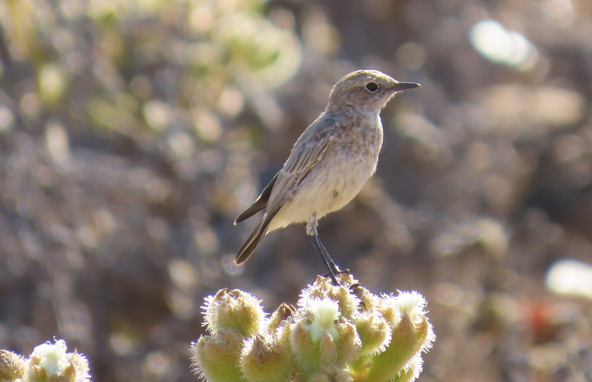 Tractrac Chat (Emarginata tractrac), photo 8