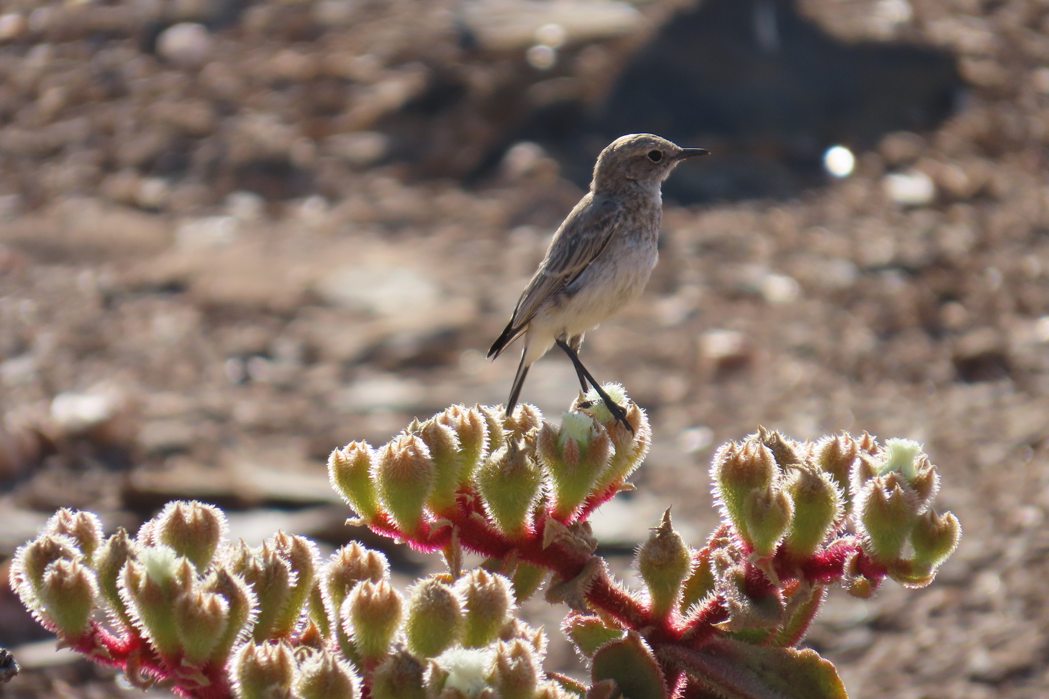 Tractrac Chat (Emarginata tractrac), photo 9