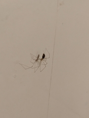 Pholcus phalangioides