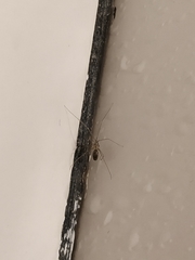 Pholcus phalangioides