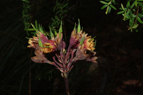 mountain Christmas bells (Blandfordia cunninghamii)