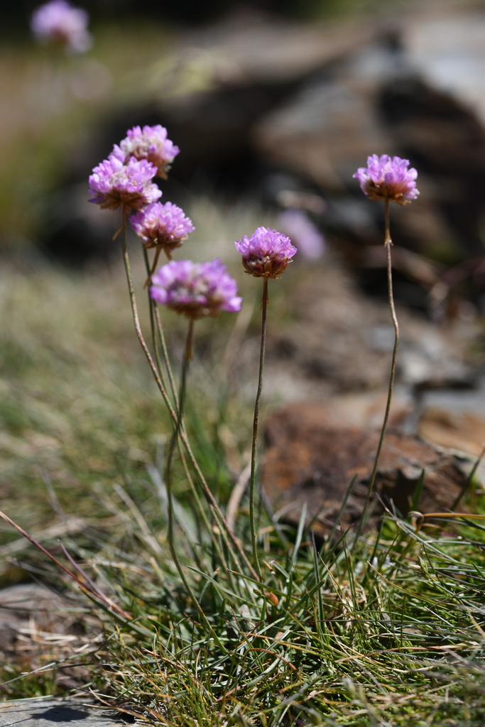 Armeria muelleri