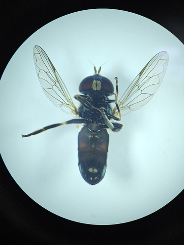 Eumerus argyropus