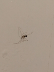 Pholcus phalangioides