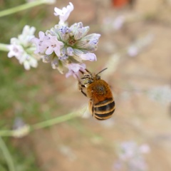 Amegilla garrula