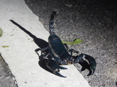 Heterometrus laevigatus