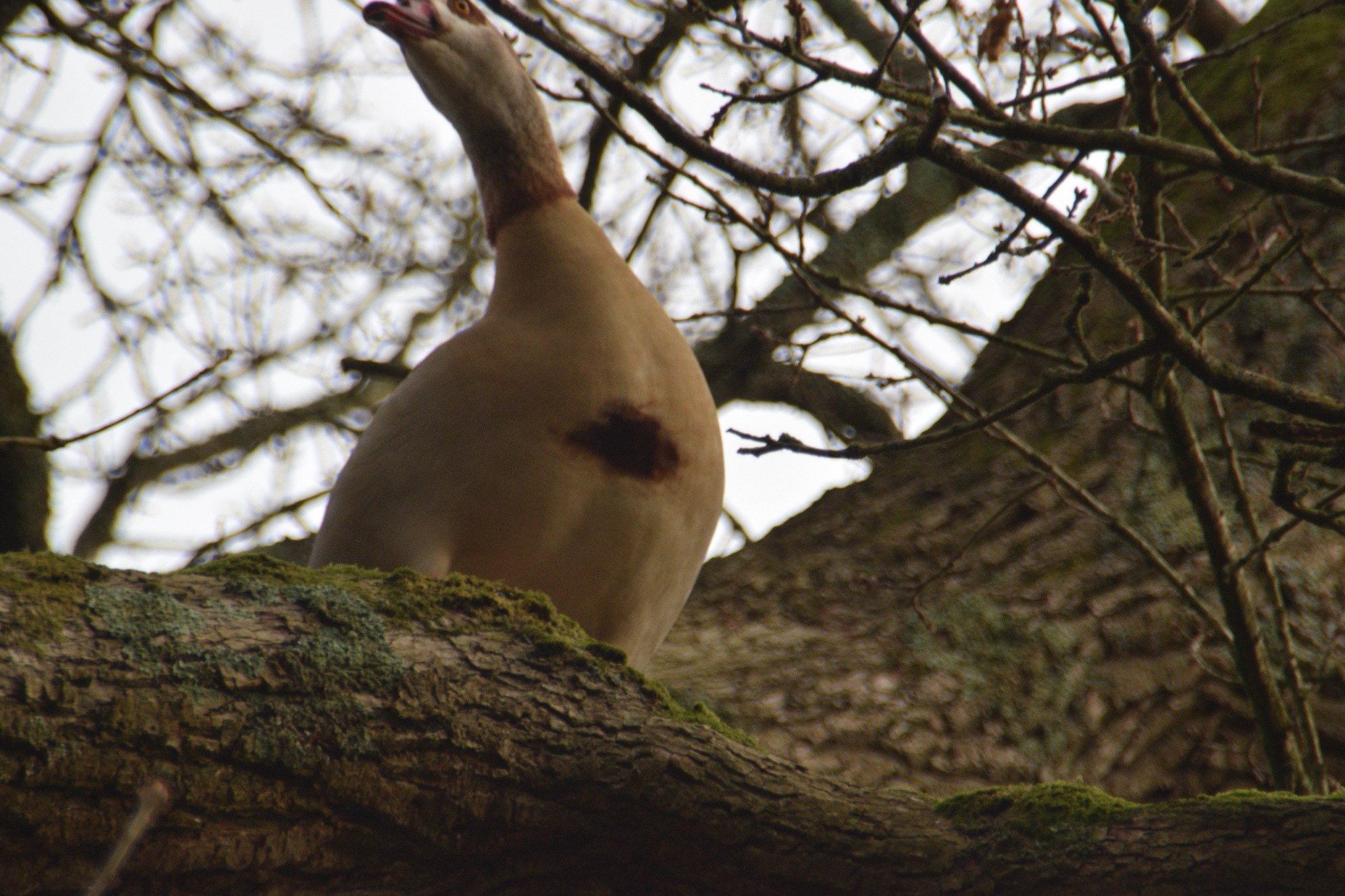Alopochen aegyptiaca (Linnaeus, 1766)