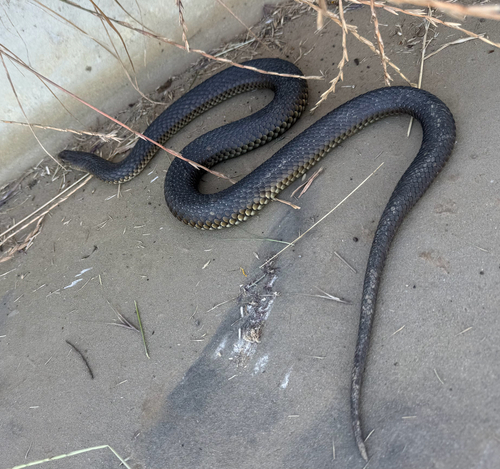 Lowlands Copperhead sighting
