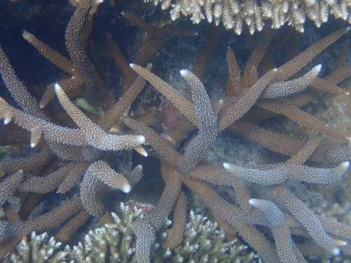 Acropora muricata observed 2025-12-11