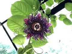 Passiflora quadrangularis
