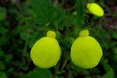 Calceolaria tripartita