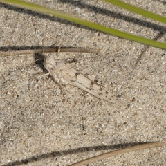 Sphingonotus uvarovi