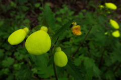 Calceolaria tripartita