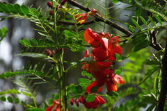 Sesbania punicea