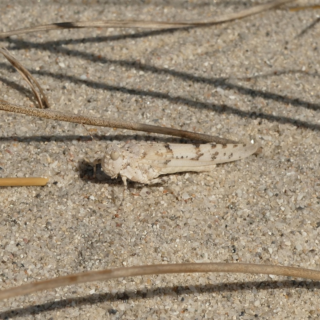 Tyrrhenian Sand Grasshopper