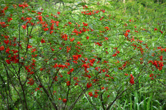 Sesbania punicea