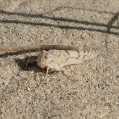 Sphingonotus uvarovi