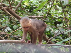 Macaca arctoides