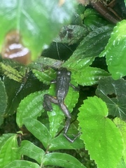 Pristimantis parvillus