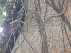 Dryophiops rubescens