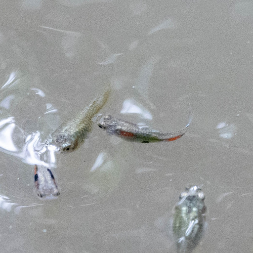 Poecilia reticulata