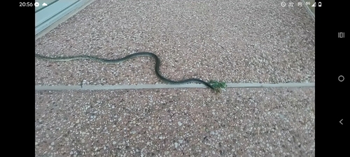 Eastern Brown Snake sighting