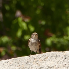Muscicapa striata tyrrhenica